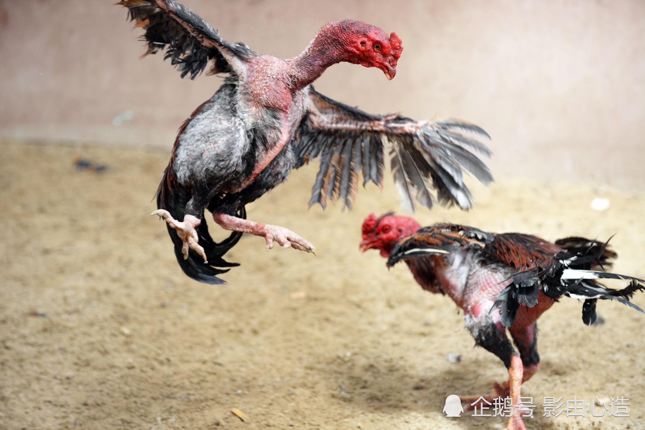 安徽亳州：斗鸡比赛选出鸡“凤凰”
