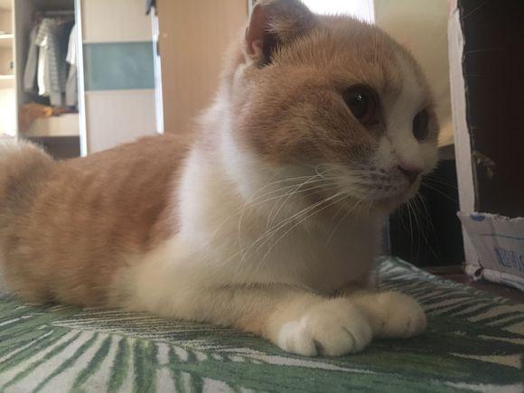 橘猫超过预产期三天依然没有生产,送往医院后