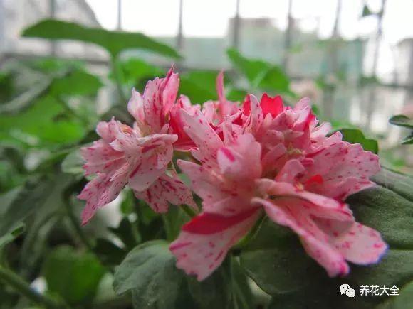 50种天竺葵，花色艳丽，你又见过几种？