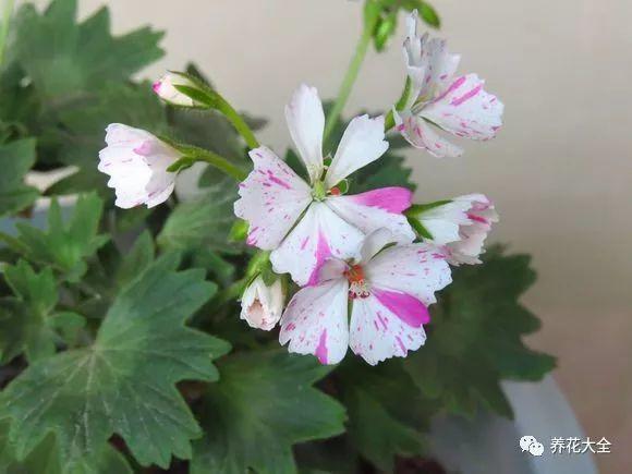 50种天竺葵，花色艳丽，你又见过几种？