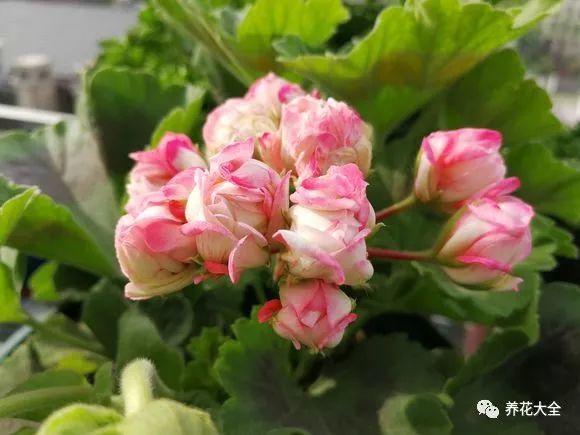 50种天竺葵，花色艳丽，你又见过几种？