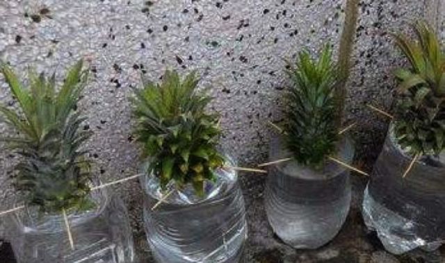 菠萝吃完的叶子可以自己种出来菠萝是真的吗专家这么回应!