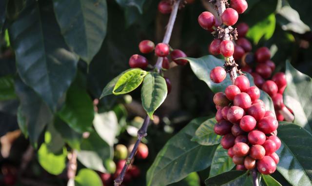 中国有个世界级的咖啡产地,云南保山
