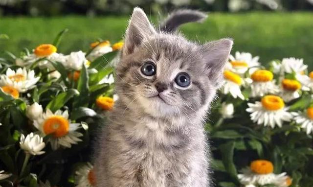 猫身上有跳蚤怎么办?