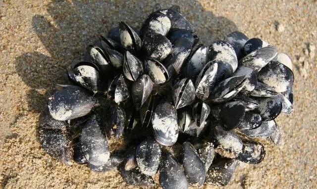 老青岛都去的免费赶海圣地,附赶海时间表