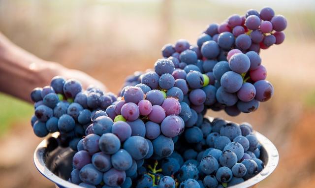 荔枝皮上有黑点、葡萄长毛刺,能吃吗?答案是…