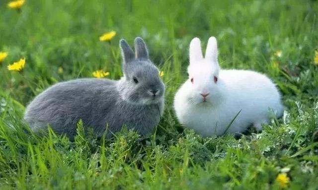 果园套养这些小动物,好处可不仅仅是增加收入