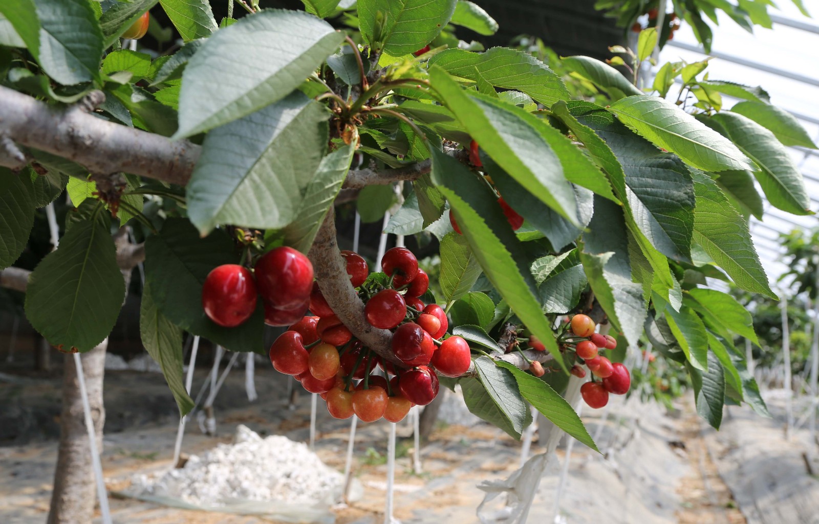 大棚大樱桃抢鲜上市售价180元一斤 比正常采摘