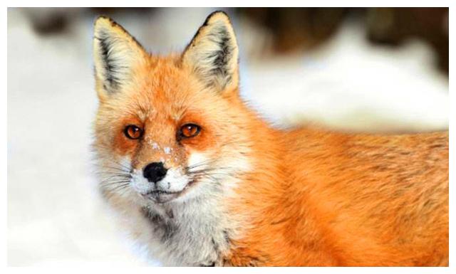 中国古代民间的5大保家仙,你知道几个?