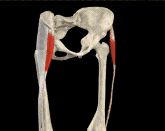 我大腿上肌肉发乌怎么回事还有点痛？