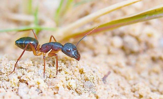 大自然动物王国中的 母系社会