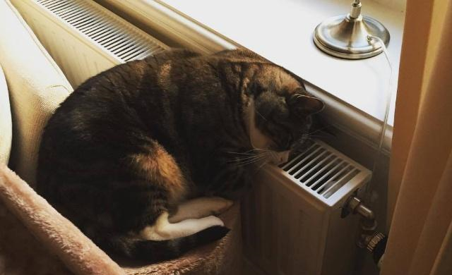 你知道猫咪很怕冷吗冬天养猫要注意什么,怎么