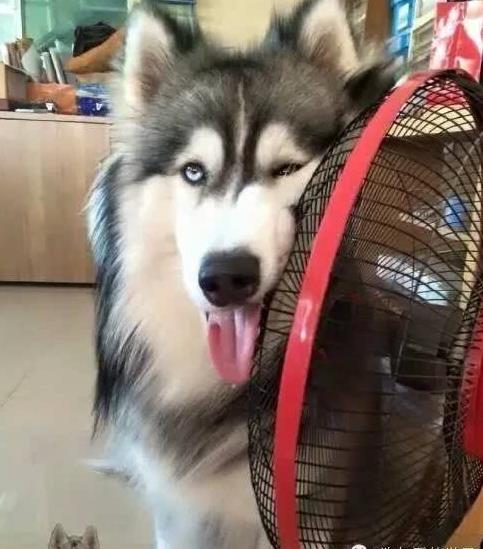 这么热的天气,二哈是怎么活过来的?