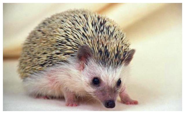 中国古代民间的5大保家仙,你知道几个?