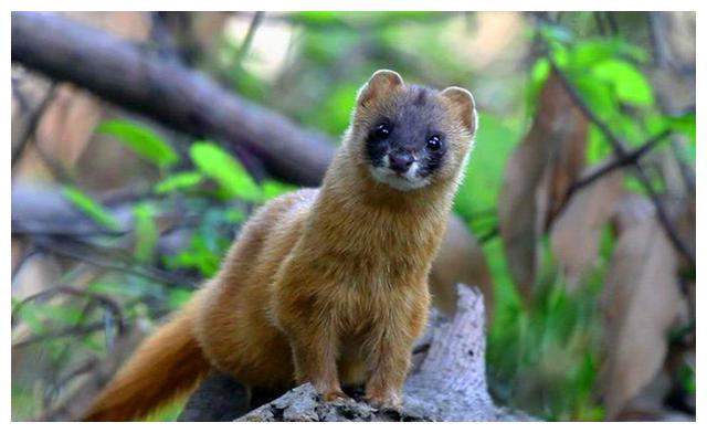 中国古代民间的5大保家仙,你知道几个?