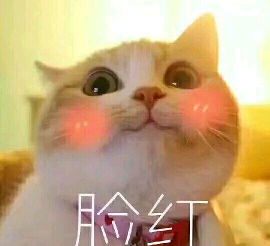 爱撸猫的看过来,送一波超可爱的猫咪表情包!