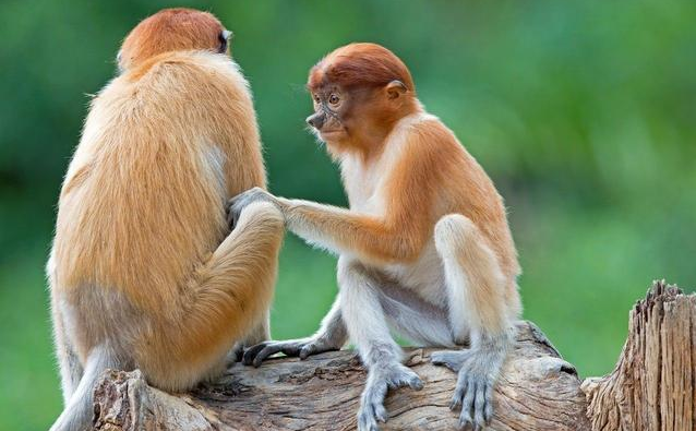 生肖猴;苦苦等待,2019年终于等到了命中那个他