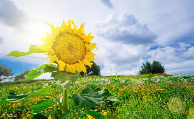 十二生肖里婚后最忠诚的4个生肖男,就值得你托