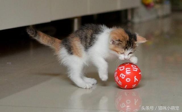 猫咪原来都喜欢玩这几种玩具,你家的主子玩过