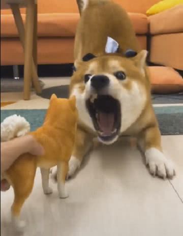 主人拿假柴犬吓唬狗狗,狗子立马怂成表情包,真