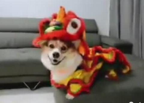 柯基穿上舞狮衣服,四处乱逛引围观,迷你版别有风味!