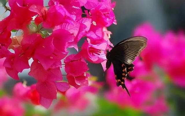 美极了！广西五彩田园“三角梅花海节”真的太美了！！