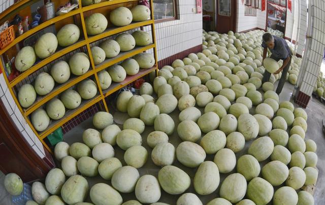 这种三白瓜很多人没见过，始种于明朝，是罕见的保健、药用瓜品