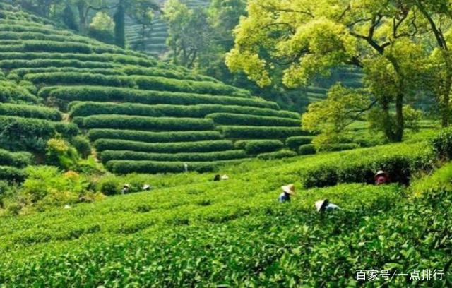 世界十大茶叶生产国 世界十大茶产地排行榜