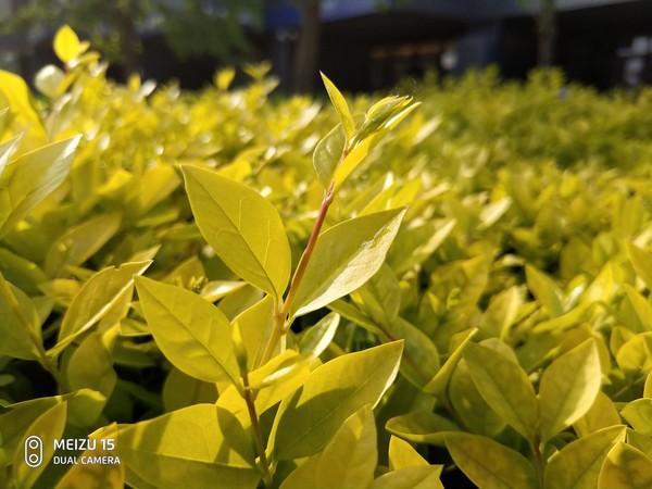 买小米8还是魅族15?这几点你应该知道