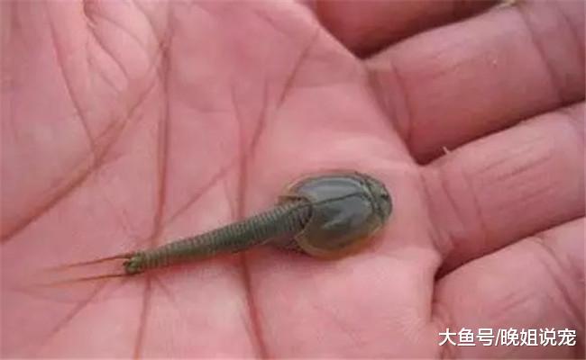 生活了3亿年的生物, 日本把它当宠物, 在中国却很凄惨
