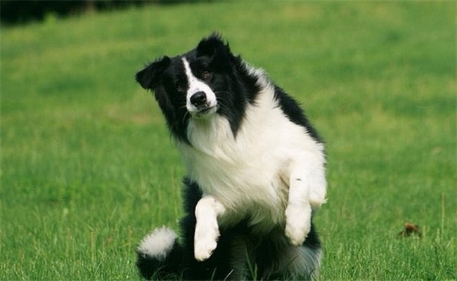 边牧被誉为最聪明的狗,能聪明到什么地步?说出