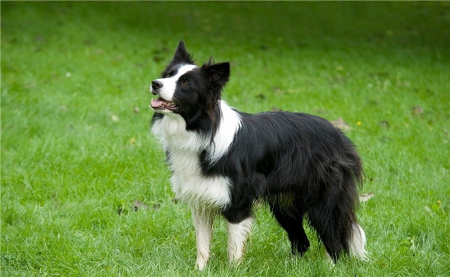 边牧被誉为最聪明的狗,能聪明到什么地步?说出