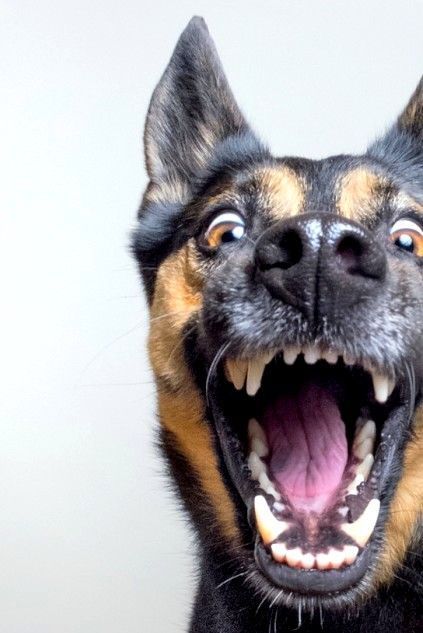 我家的狗狗太兴奋了,怎样让它保持安静呢?