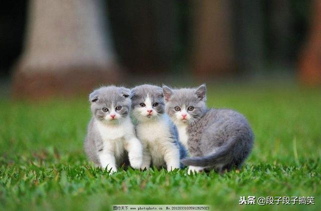 地球上10大最聪明的猫,波斯猫第十,第一个好像“比鲁斯破坏神”