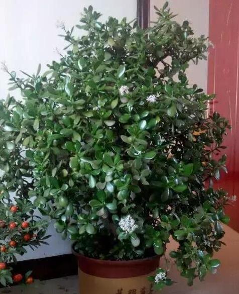 玉树:家里最常见的厚脸皮植物,还能养成全家之宝,美的