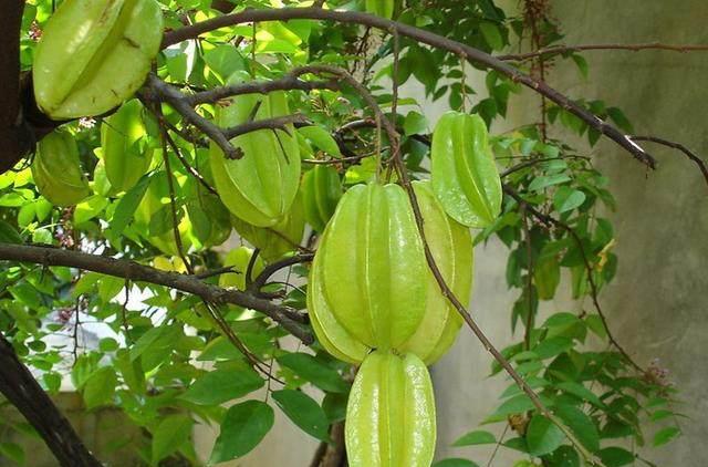 这些水果名字好听,非常经典的文章,不看后悔