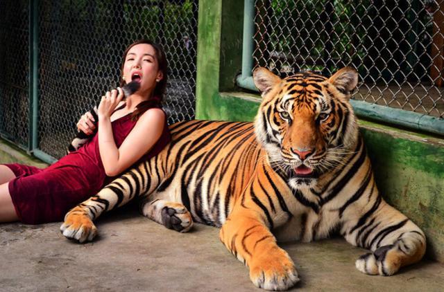 老虎有艳福:比基尼美女与老虎水下共舞,这种胆色让所有人惊叹!