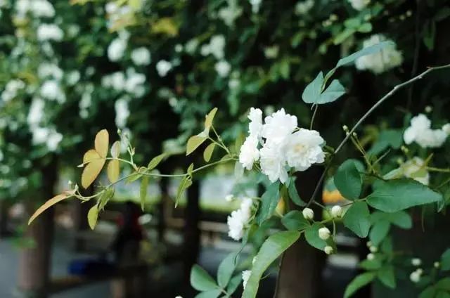 席慕容的七里香这首诗赏析