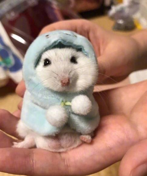 主人给仓鼠做了件斗篷