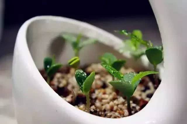 苹果籽种出来的不只是苹果树,还可以是一盆美