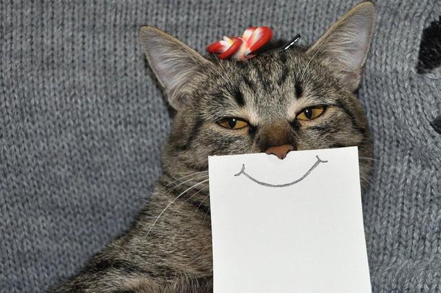 尽管猫咪的表情不为所动,但是添加了表情之后变成了生动的故事