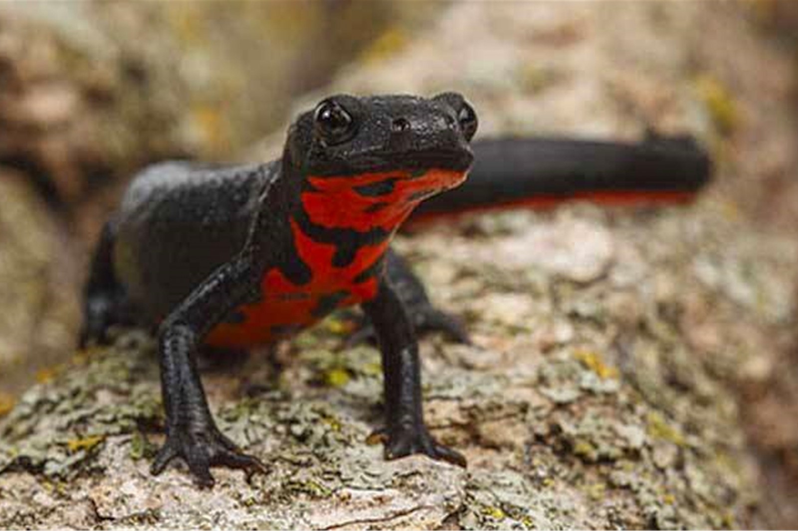 村民报警称抓到娃娃鱼?民警一看:不,这是中国火龙