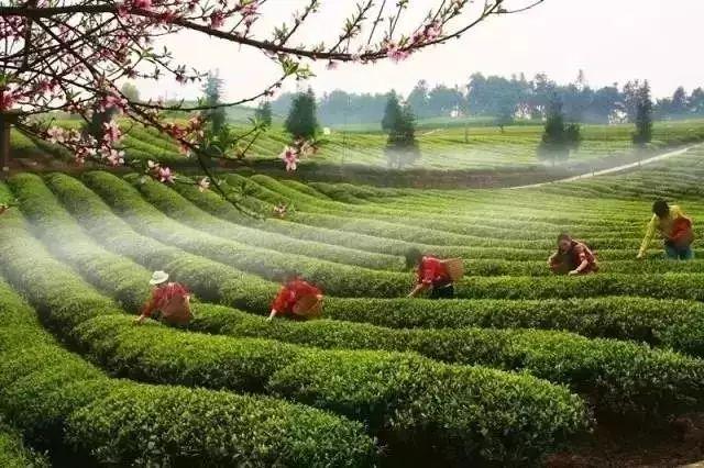 泡一壶茶香,赏一方春景!春茶采摘正当时,我们约