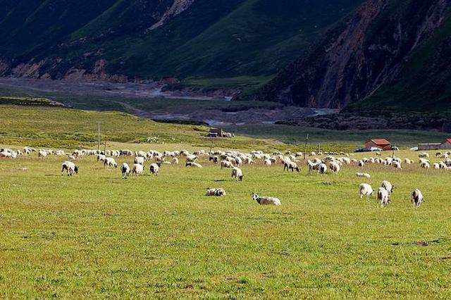 祁连山大草原,草原非常的辽阔,小伙伴们可以看到成群的牛羊在这扎堆.