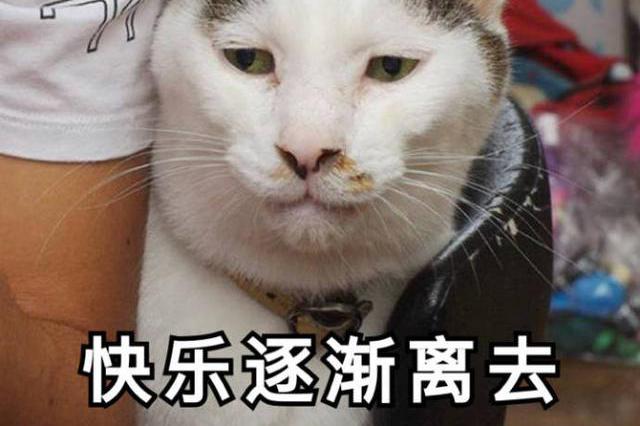 搞笑的猫咪表情包31张拿去折腾男朋友吧