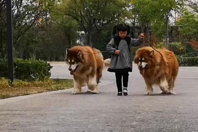 小女孩牵两只巨型阿拉斯加犬,在公园里霸气遛弯,网友