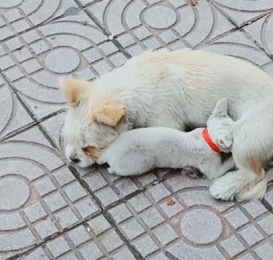 流浪狗当众哺乳小奶猫,大爷讲出原因后,网友感动的当场哭了起来