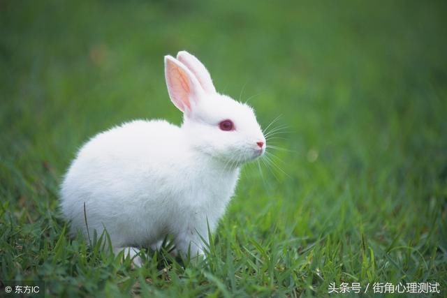 【图片b兔子】
