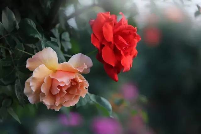 2019世界月季洲际大会:南阳要让四海八荒看花