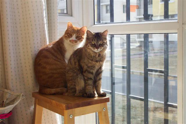 为什么要拒绝土猫只养品种猫?这些中华田园猫